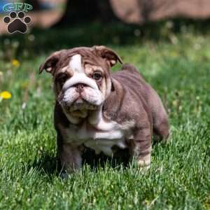 Marina Mocha, English Bulldog Puppy